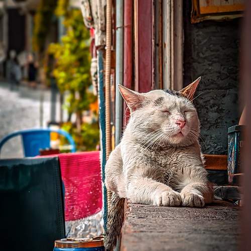 Photo #10677615