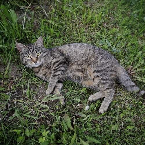 Photo #10677726