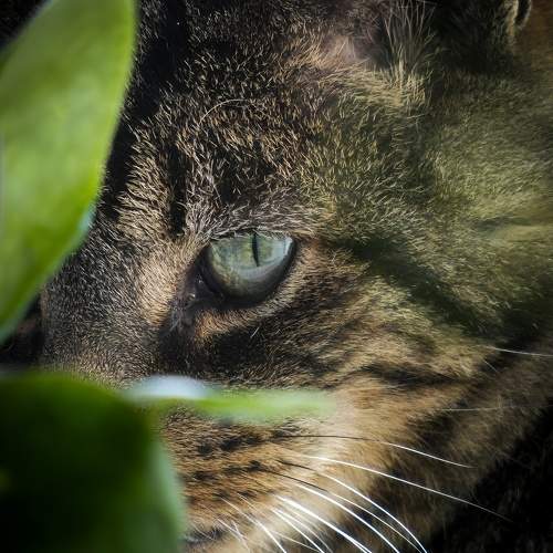 Photo #10677811