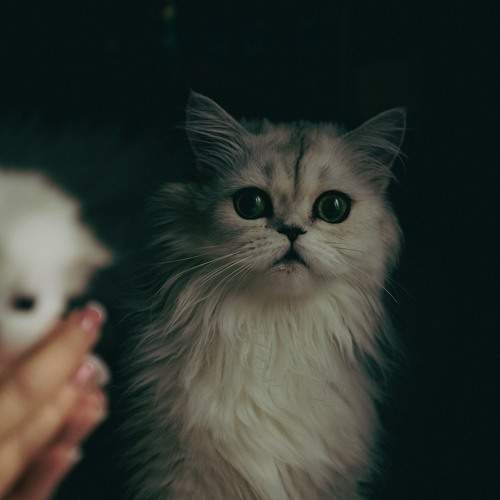 Photo #10677829