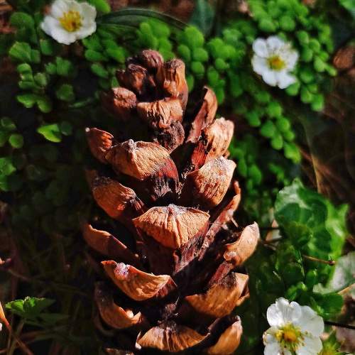 Pinus gerardiana