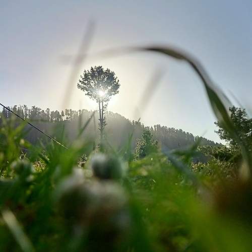 Sun behind the Tree