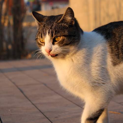 Photo #10678052