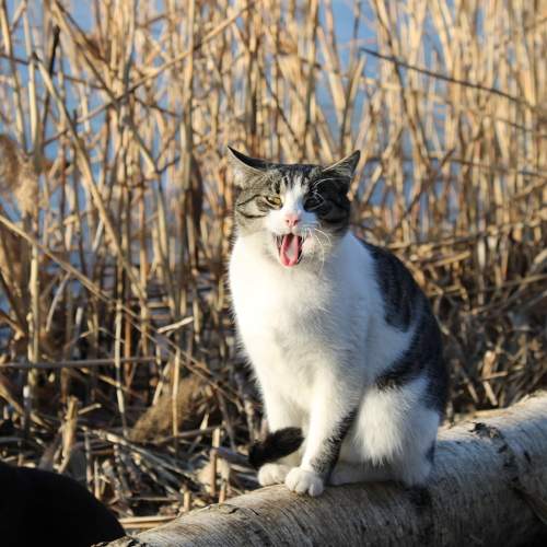 Photo #10678053