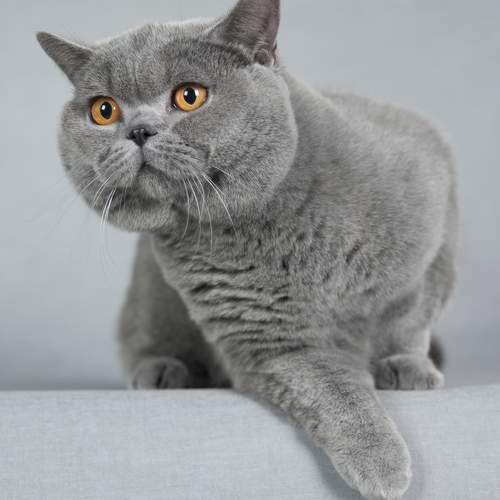 Photo #10678110