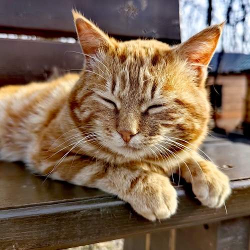 Photo #10678133