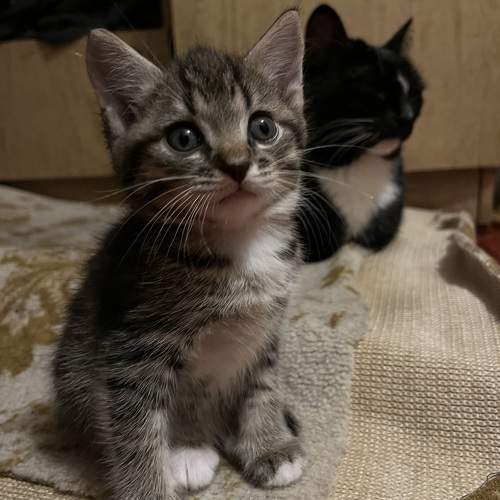 Photo #10678168