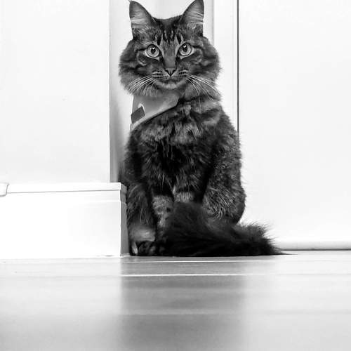 Photo #10678306