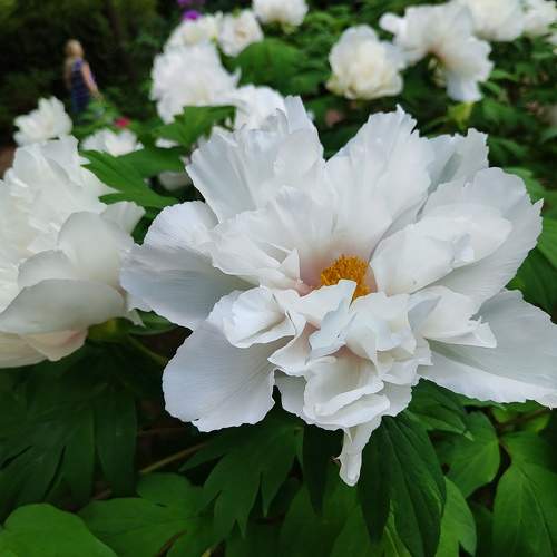 Photo #10678662