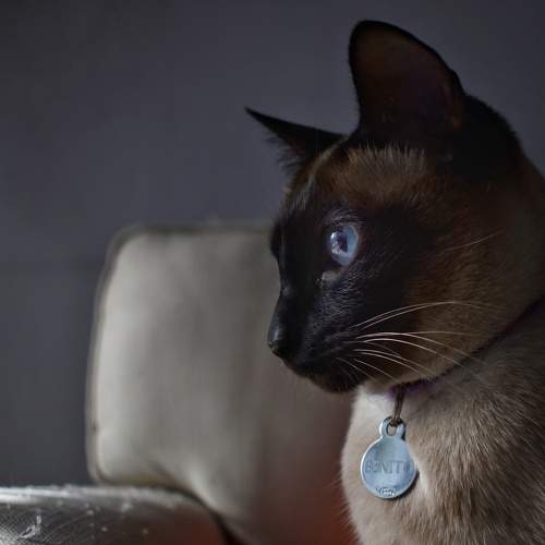 Photo #10678681