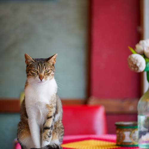 Photo #10678702