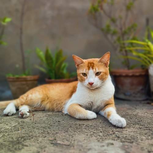 The cat