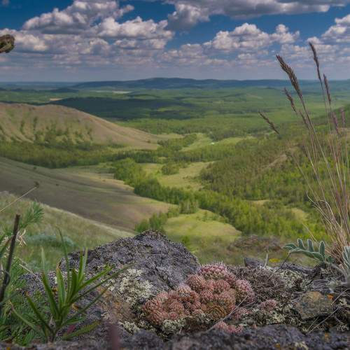 Гнездо суккулентов. :о)