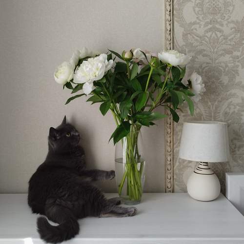 Photo #10678836