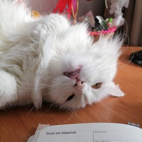 Photo #10678879