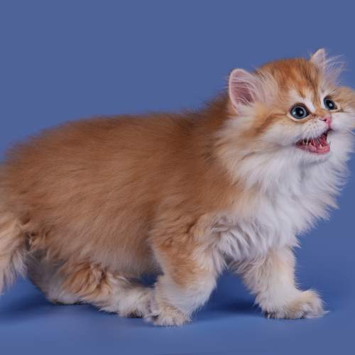 Photo #10679129