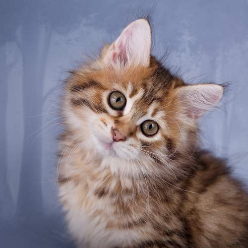 Photo #10679193