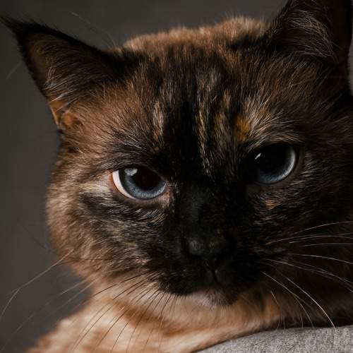 Photo #10679290