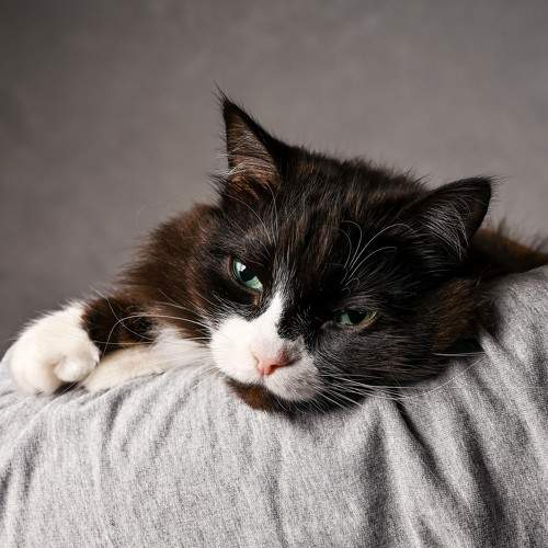 Photo #10679306