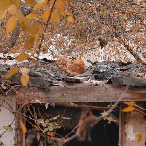 Photo #10679340