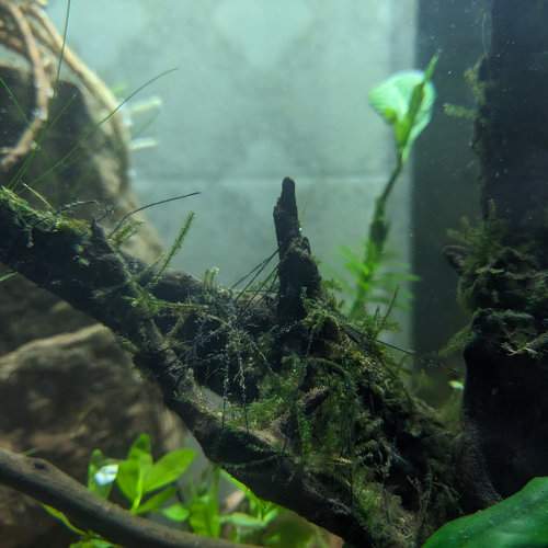The Submerged Forest
