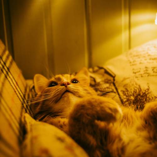 Photo #10679470