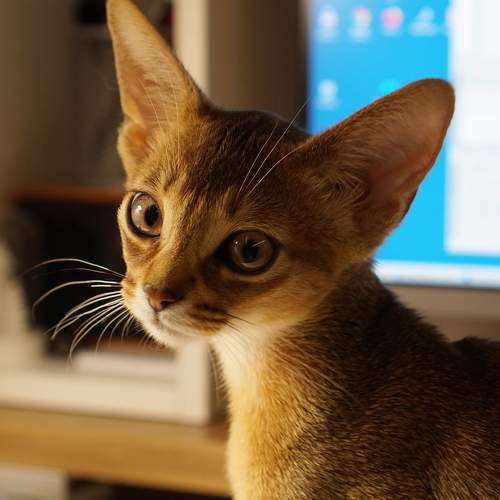 Photo #10679492