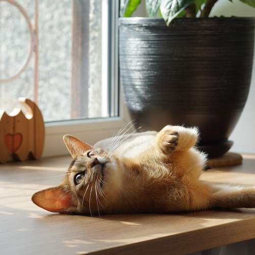 Photo #10679493