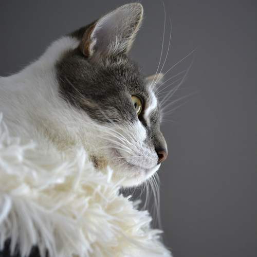 Photo #10679549