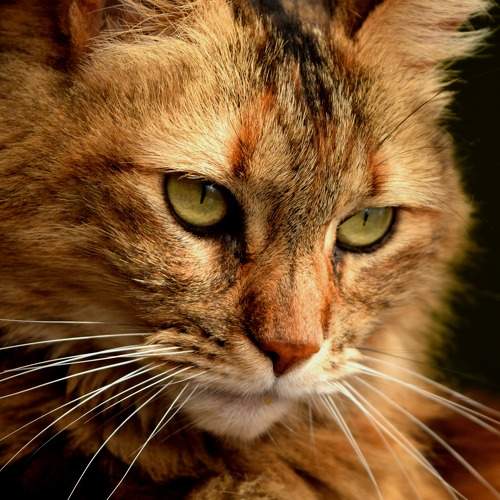 Photo #10679697