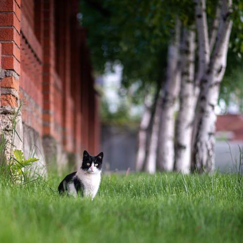 Photo #10679773