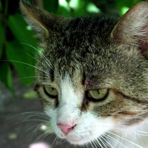 Photo #10679860