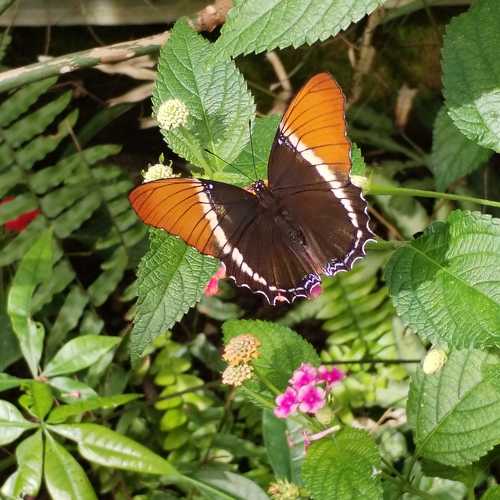 Photo #10680096