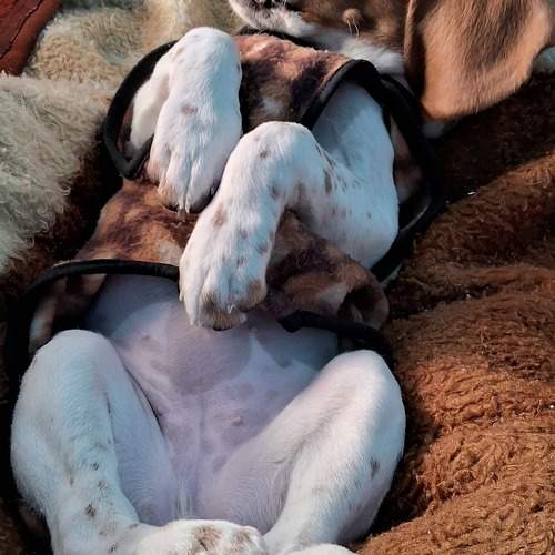 Photo #10680291
