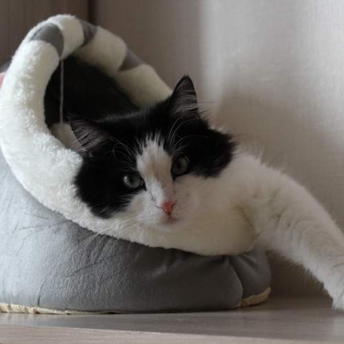 Photo #10680348