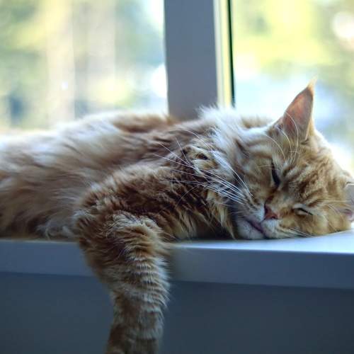 Photo #10680516