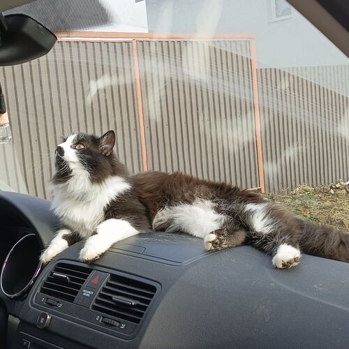 Photo #10680570