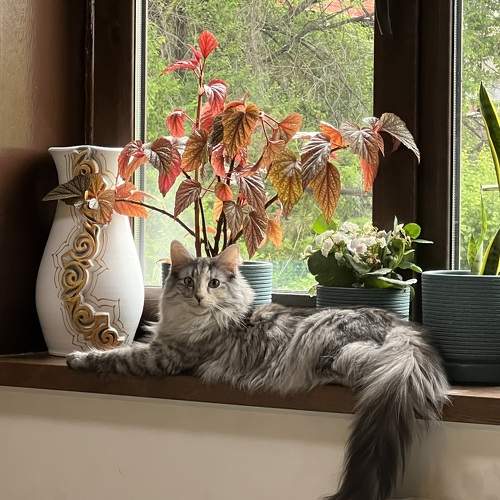 Photo #10680668