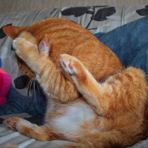 Photo #10680960