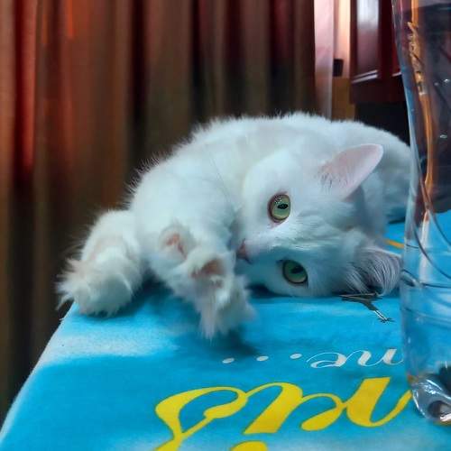 Photo #10681116