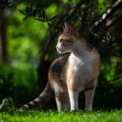 Photo #10681153