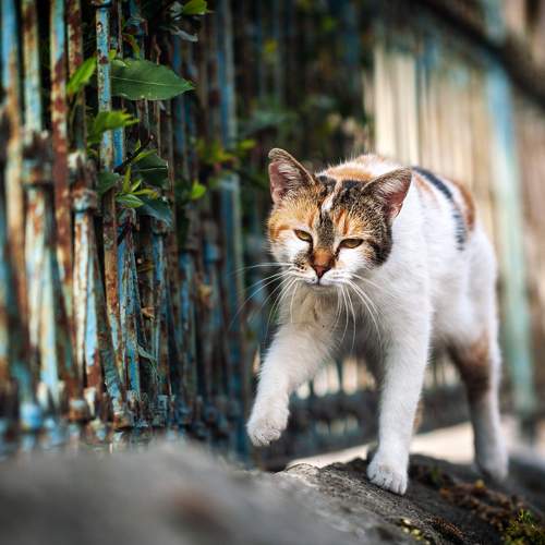 Photo #10681163