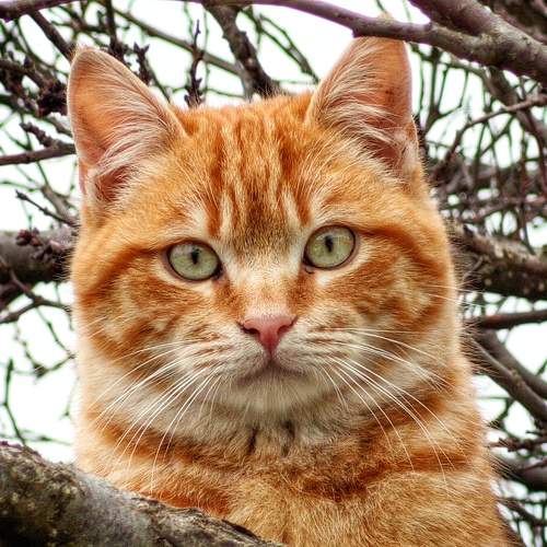 Photo #10681253