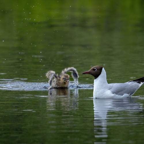 Photo #10681264