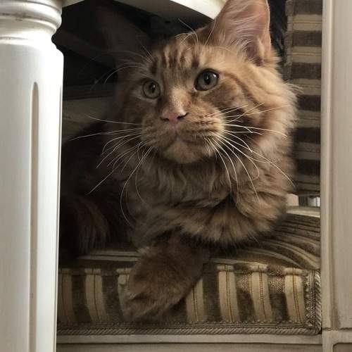 Photo #10681405