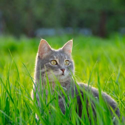 Photo #10681426
