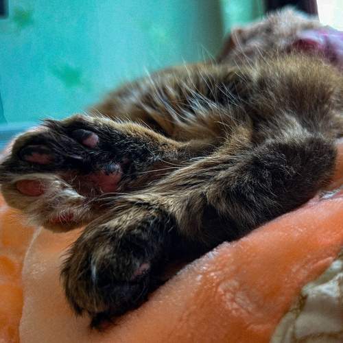Photo #10681641