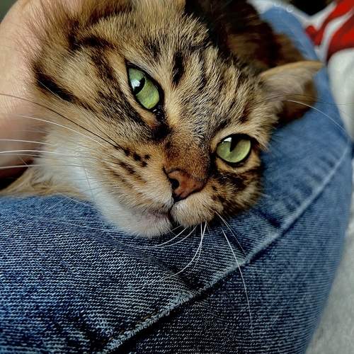 Photo #10681649