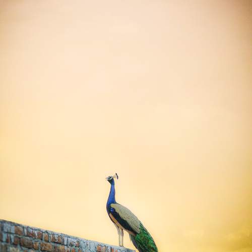 Photo #10681663