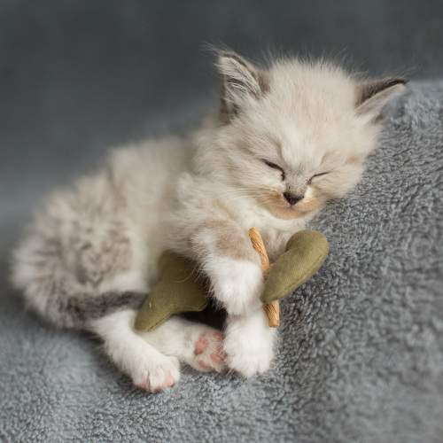 Photo #10681740